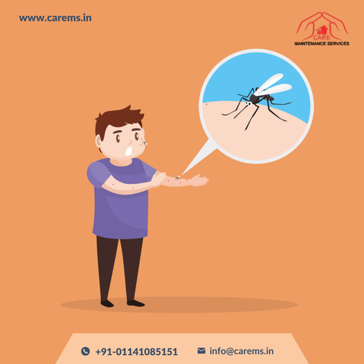 Termite pest control | Pest Control near me - CareMS
