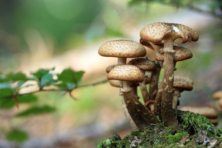 Mushrooms Depression (within the US)