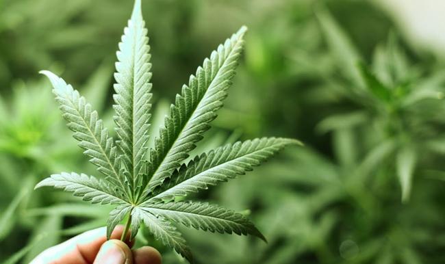 Debunking Common Myths about Marijuana