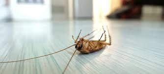 How to Get Rid of Cockroach Pest Control