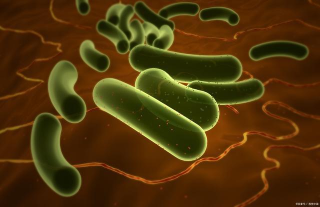 What are the functions of Clostridium butyricum as