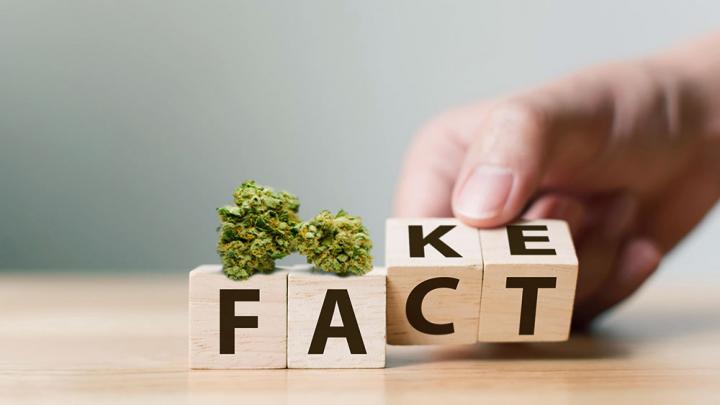 Common Misconceptions About Cannabis