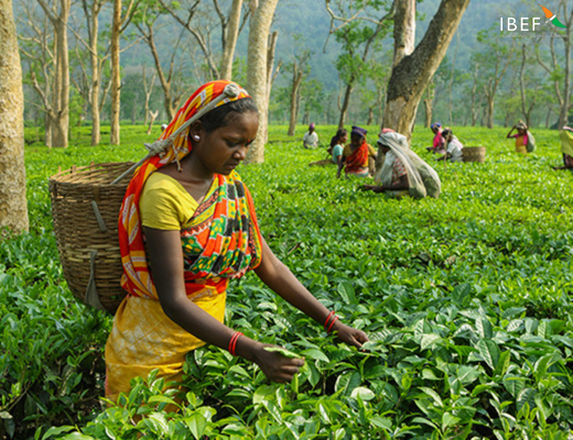 Top Tea Products and Exporters in India