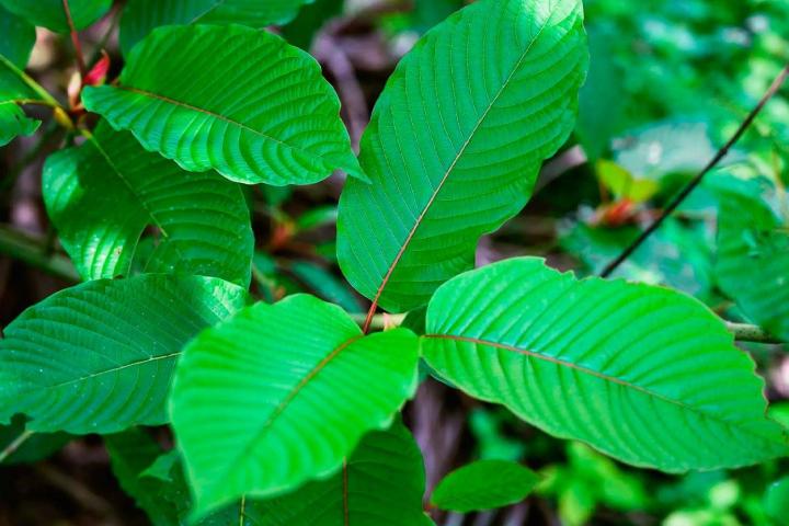 Review the Best Kratom Brands, Vendors and Products in 2021 | Ki